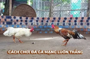 Hướng Dẫn Cách Chơi Đá Gà Sabong Tại HitClub: Kinh Nghiệm Bất Bại