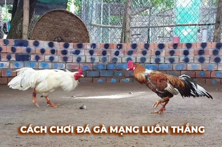 Hướng Dẫn Cách Chơi Đá Gà Sabong Tại HitClub: Kinh Nghiệm Bất Bại