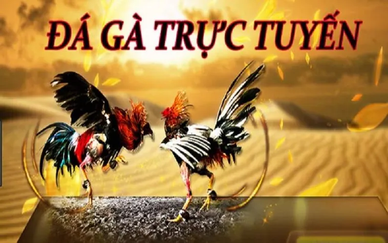 Trải Nghiệm Sân Chơi Đá Gà HitClub Đỉnh Cao Và Uy Tín Nhất